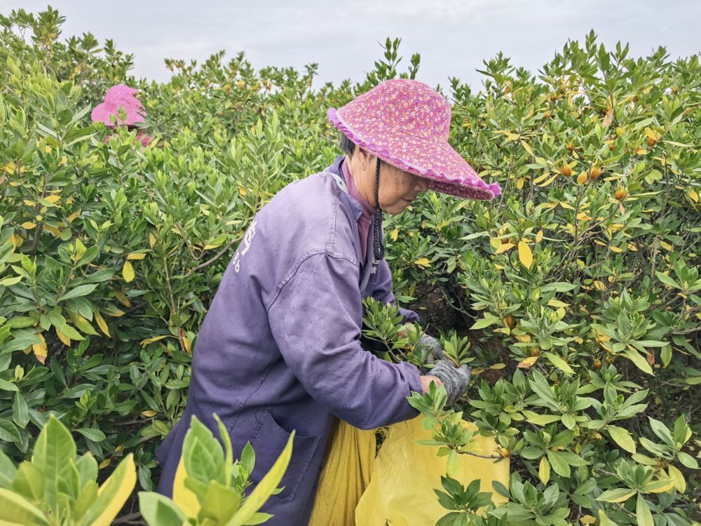 精神在基层 “三股绳”拧成一道力PG电子麻将胡了模拟器四中全会(图2) 精神在基层 “三股绳”拧成一道力PG电子麻将胡了模拟器四中全会(图2)
