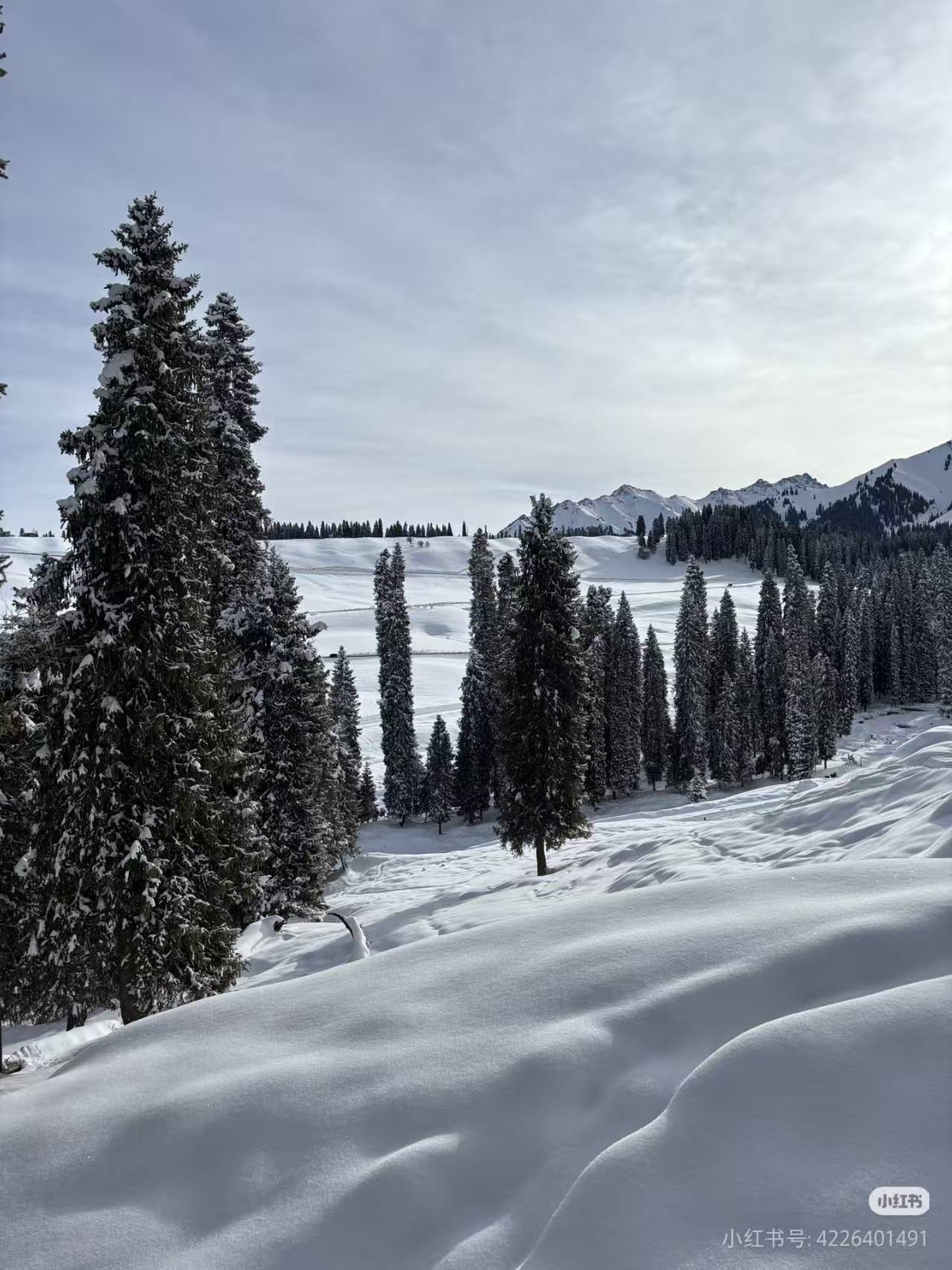 2025年伊犁地接社深度评测与避坑全指南